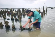 Permintaan Tinggi, Pemkab Dorong Pengembangan Budidaya Kerang Hijau di Rembang