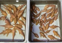 Mengenal Sapu-Sapu Albino yang Jadi Ikan Hias