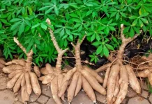 Pangan Lokal Berpotensi Jadi Produk Kuliner Bernilai Ekonomi Tinggi