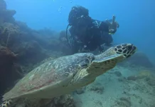 Bandara Semarang Hadirkan Pelatihan Diving Gratis untuk Masyarakat Karimunjawa