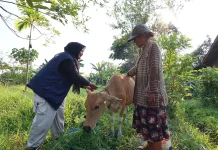 Undip Kenalkan Cara Praktis Mengukur Bobot Sapi bagi Peternak di Papua