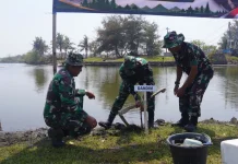 Cegah Abrasi, Kodim 0708 Purworejo Tanam 1.000 Mangrove di Pantai Pasir Puncu