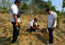 Kemarau Ekstrem, Perhutani Telawa Siapkan Bibit Penyulaman Tanaman Jati