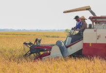 Pemprov Jateng Asuransikan 10 Ribu Hektar Sawah, Lindungi dari Gagal Panen
