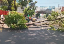 Pohon Tumbang Timpa Pengendara Motor di Jalan Pandanaran, Dua Orang Meninggal