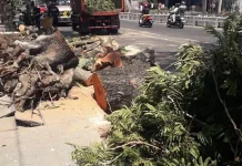 Pohon Tumbang di Jl Pandanaran Semarang, Agustina Sampaikan Permohonan Maaf