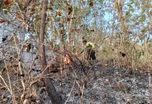 Lahan Warga Terbakar, Api Merambat ke Hutan Perhutani di Cimanggu