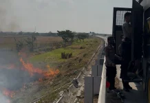 Pembakaran Liar di Lahan Persawahan, Polres Brebes Gerak Cepat Padamkan Api