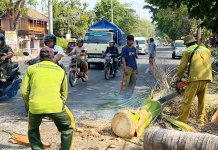 Rawan Tumbang, Lebih dari 100 Pohon Palem Tua dan Keropos di Rembang Mulai Ditebang
