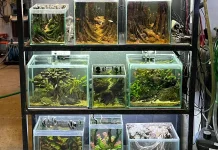 Aquascape, ketika Alam Dipindahkan ke dalam Akuarium