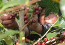 Nilai Uji Kopi Asal Magelang Tembus di Atas 80, Potensi Pasar dan Nilai Jual Menguat