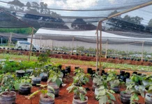 Kampus 3 Ponpes Fadlul Fadlan Semarang Targetkan Kemandirian Pangan Santri