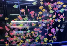 Warna GloFish Menyala, Benarkah karena Suntikan?