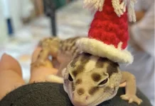 Gecko, Reptil Kecil yang Menarik untuk Dipelihara