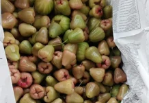 Tips Menyimpan Jambu Cincalo agar Tahan Lebih Lama