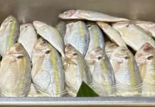 Ikan Selar Kuning, Ikan Laut yang Kaya Nutrisi