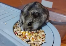 Hamster, Hewan Peliharaan yang Mungil dan Menggemaskan