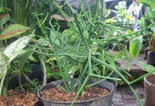 Tanaman Patah Tulang kaya Manfaat