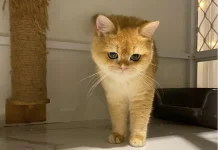 Tips Merawat Kucing British Shorthair di Rumah