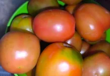 Tips Memilih Sayuran Tomat yang Fresh