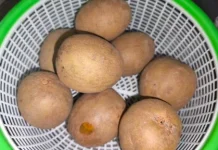 Tips Memilih Buah Sawo dengan Baik