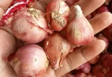 Tips Menyimpan Bawang Merah agar Tidak Cepat Busuk