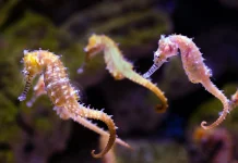 Fakta Unik Kuda Laut Jantan Bisa Hamil dan Melahirkan