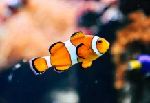 Ikan Badut Bisa Berganti Jenis Kelamin Secara Alami