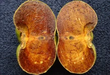 Black Sapote, Buah Eksotis dengan Daging Mirip Cokelat