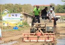 PM-AAS Diterapkan di Rembang, Populasi Tanaman Padi Bisa Tembus 1 Juta per Hektare