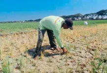 Kekeringan Melanda, Biaya Produksi Petani Padi Demak Naik Dua Kali Lipat