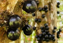 Jaboticaba, Buah Unik yang Tumbuh di Batang