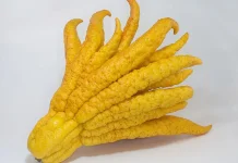 Buah Tangan Buddha, Buah Jeruk dengan Bentuk Seperti Jari
