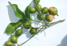 Mamoncillo, Buah Hijau dengan Daging Seperti Jelly