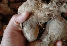 Ide Camilan Modern Berbahan Dasar Gembili Ketan