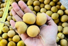 Cara Memilih Kelengkeng yang Manis dan Berkualitas