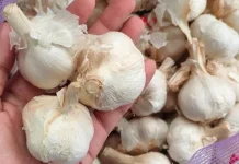 Cara Menyimpan Bawang Putih agar Tidak Cepat Busuk
