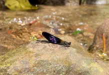 Capung Hitam, Habitat dan Perilakunya