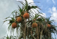 Hala Fruit, Buah Tropis Unik dari Pesisir Pasifik