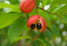 Ackee, Buah Tropis yang Bisa Beracun