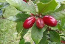 Miracle Fruit, Buah yang Dapat Mengubah Rasa Asam
