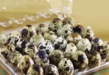 Berbagai Olahan Lezat Berbahan Dasar Telur Puyuh