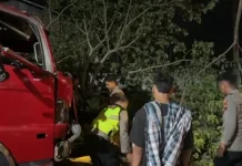 Pohon Trembesi Tumbang di Jalan Raya Pati-Juwana, Arus Lalu Lintas Sempat Terganggu