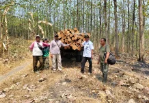 Buka Peluang Kerja bagi Warga, Perhutani Telawa Percepat Tebangan E Jati
