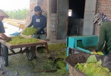 Cuaca Terik, Keuntungan Sekaligus Beban Bagi Petani Tembakau