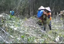 Kelola 2.000 Hektare Kayu Putih, Perhutani Buka Penghasilan bagi Warga