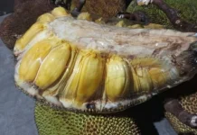 Tips Memilih Buah Nangka yang Dalamnya Manis Bertekstur