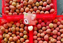 Cara Menyimpan Buah Leci agar Tetap Segar