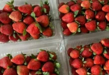 Cara Menyimpan Strawberry agar Tidak Cepat Busuk