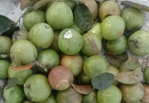Cara Menyimpan Buah Sawo Susu agar Tetap Berkualitas